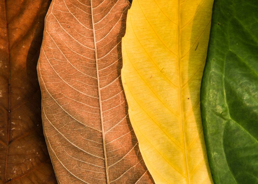 Seasonal Color in Interior Design: Practical Approaches and Benefits