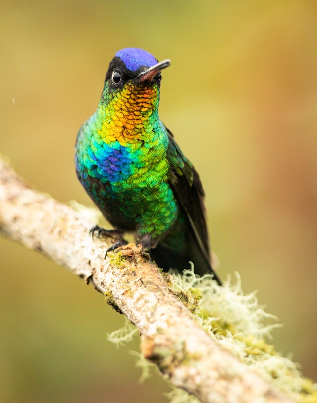 Why Are Feathers Iridescent? The Science of Structural Color