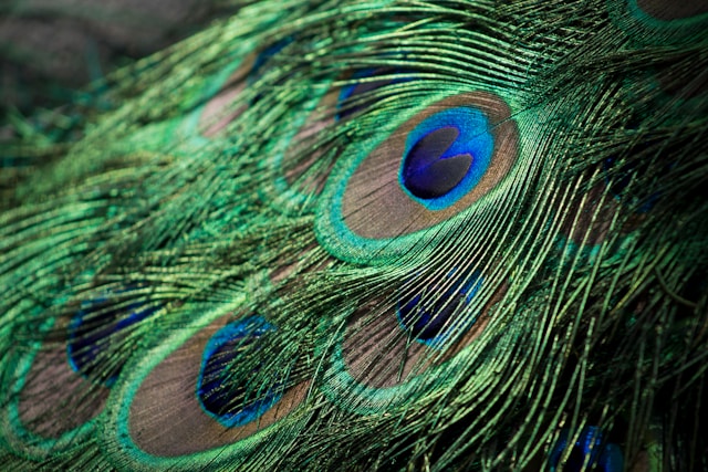 Why Are Peacocks So Colorful?