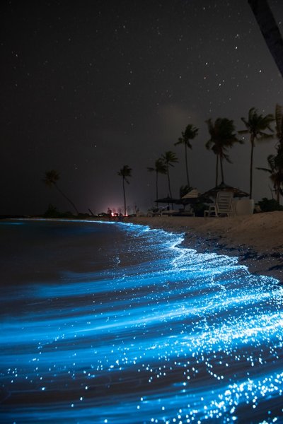Living Color: Bioluminescent Organisms Illuminate Sustainable Design