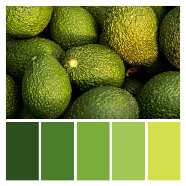 Avocado Abundance