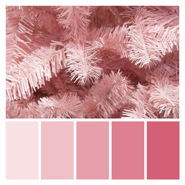 Blush Wonderland
