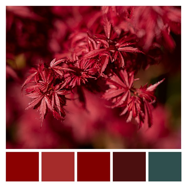 Crimson Maple