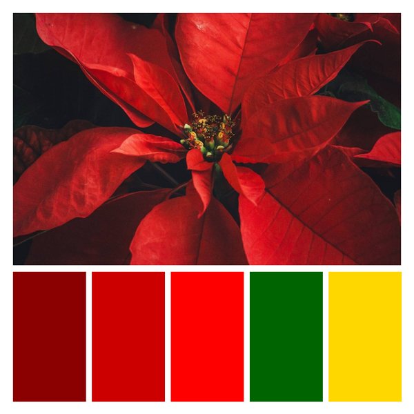 Crimson Poinsettia