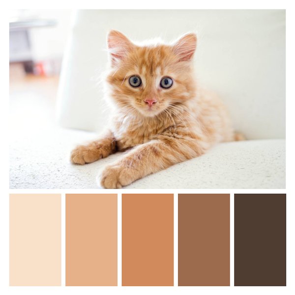 Ginger Kitten Comfort