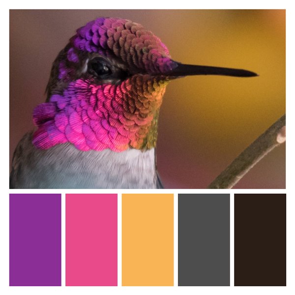 Hummingbird Enchantment