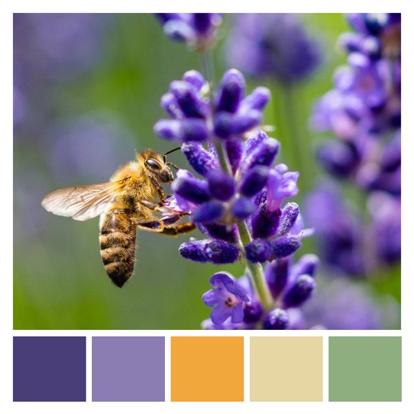 Lavender Buzz