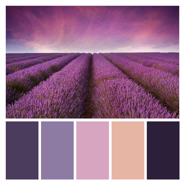 Lavender Luxe Fields