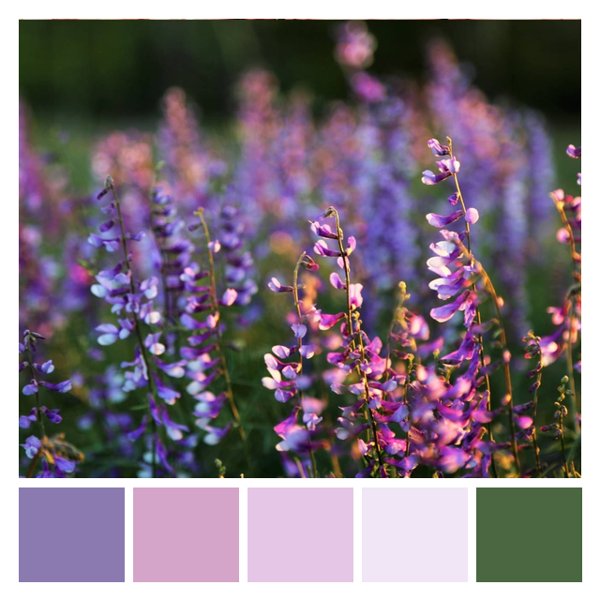Lupine Lavender