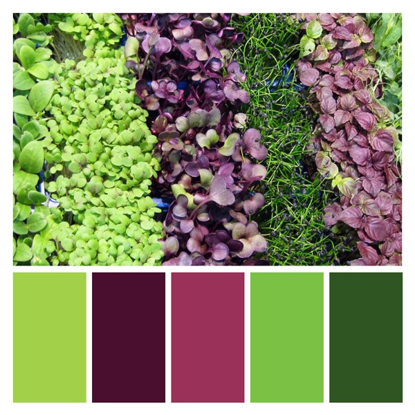 Microgreen Medley