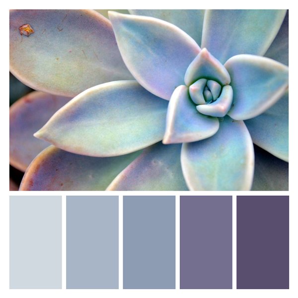 Opalescent Succulent