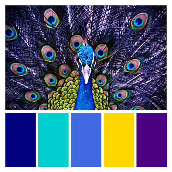 Peacock Majesty