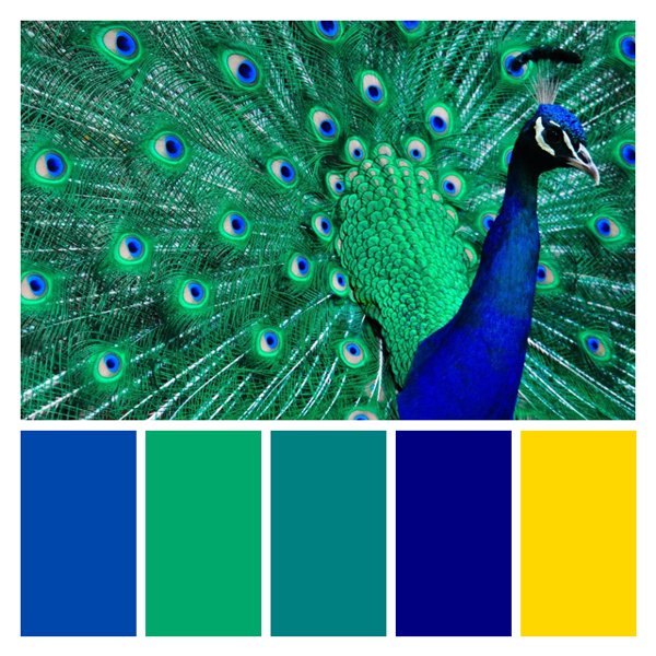 Peacock Splendor