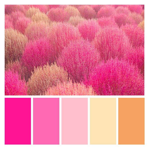 Pink Prairie Dream