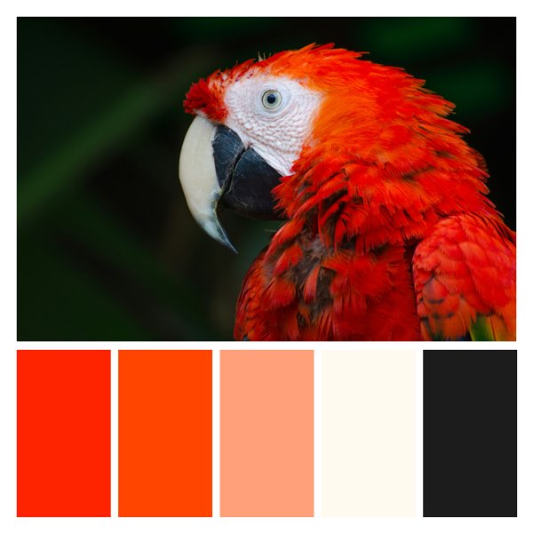 Scarlet Macaw Splendor