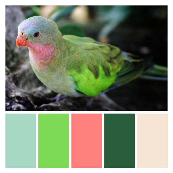 Tropical Parrot