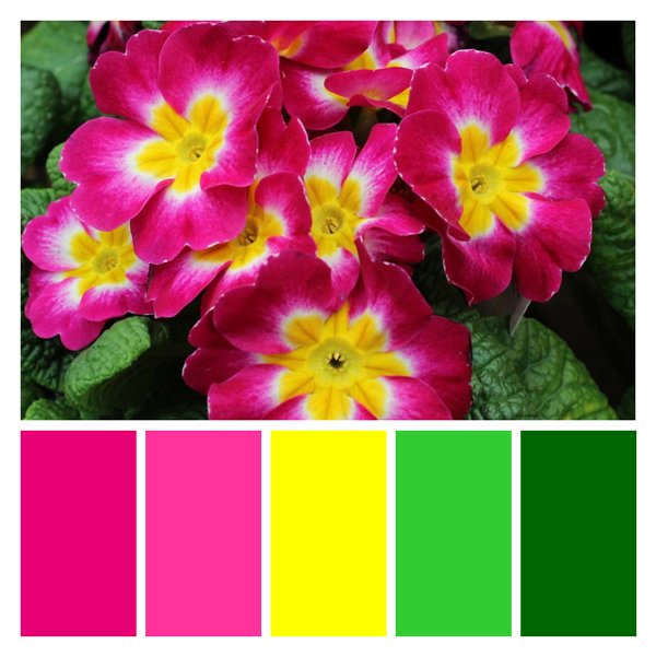 Vibrant Primrose
